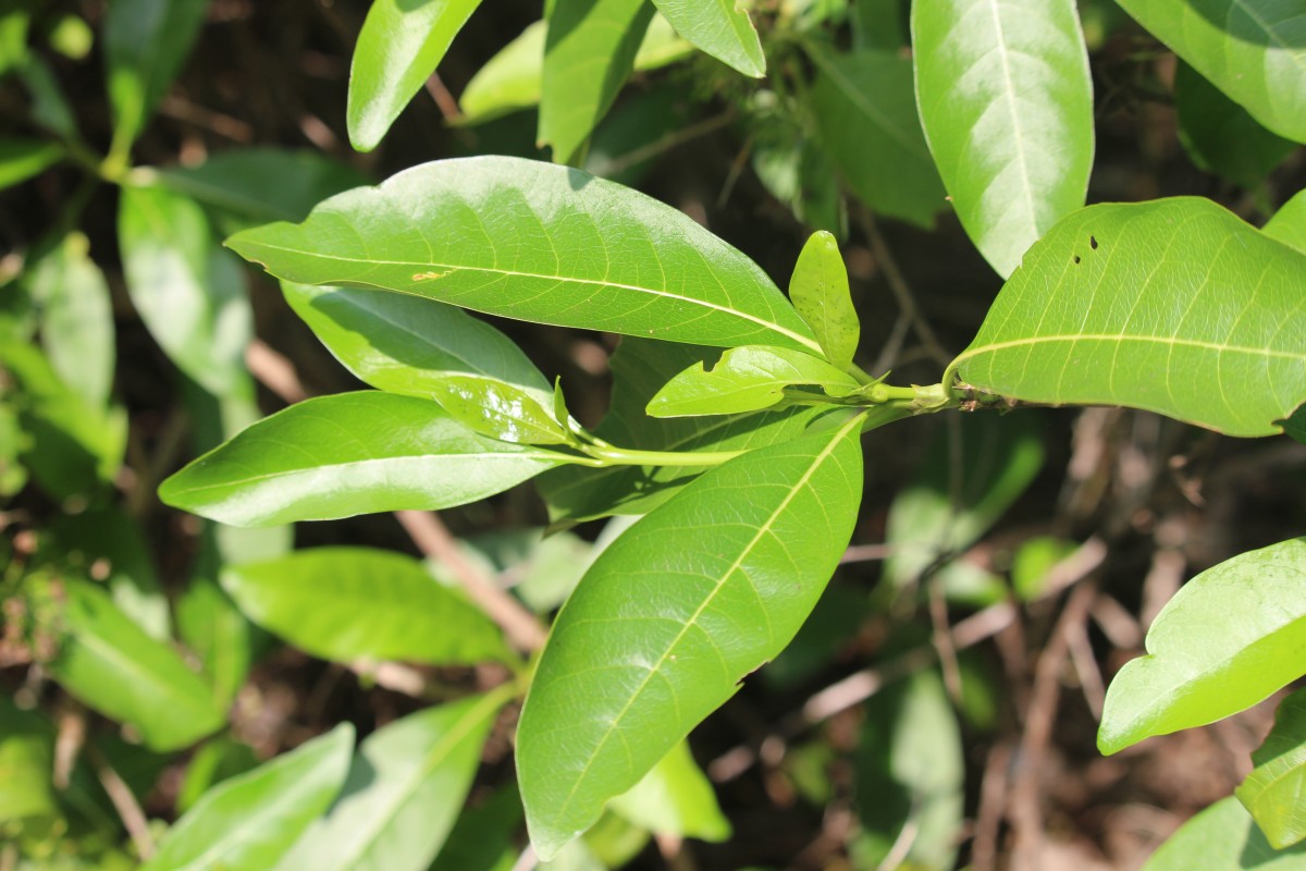 Pavetta indica L.